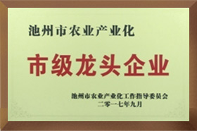 市级龙头成人91看片网站
